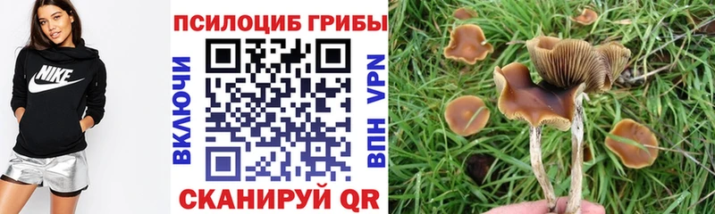 Псилоцибиновые грибы Psilocybe  Приморско-Ахтарск 
